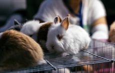 Article Image for The Growing Demand for Cruelty Free Beauty Products